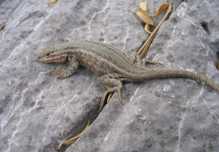 Sagebrush Lizard